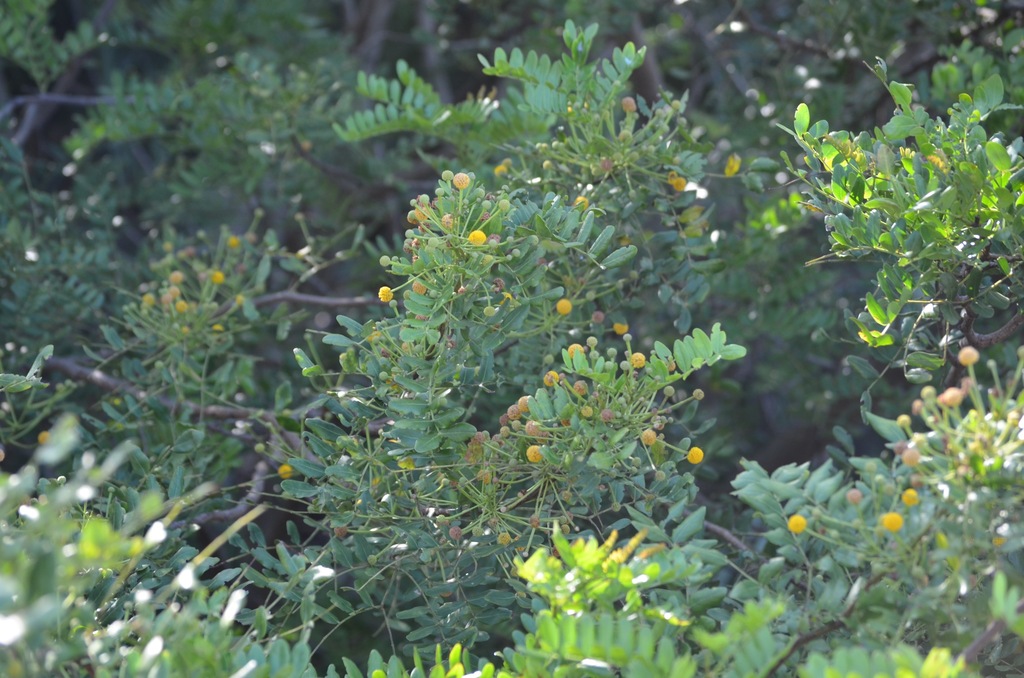 Vachellia choriophylla