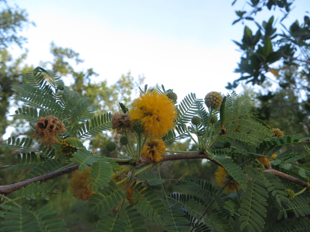 Vachellia farnesiana var. farnesiana