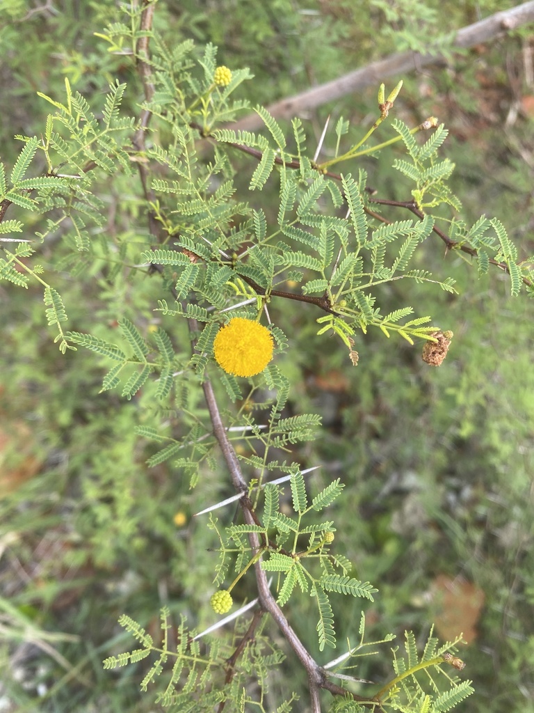 Vachellia farnesiana var. pinetorum