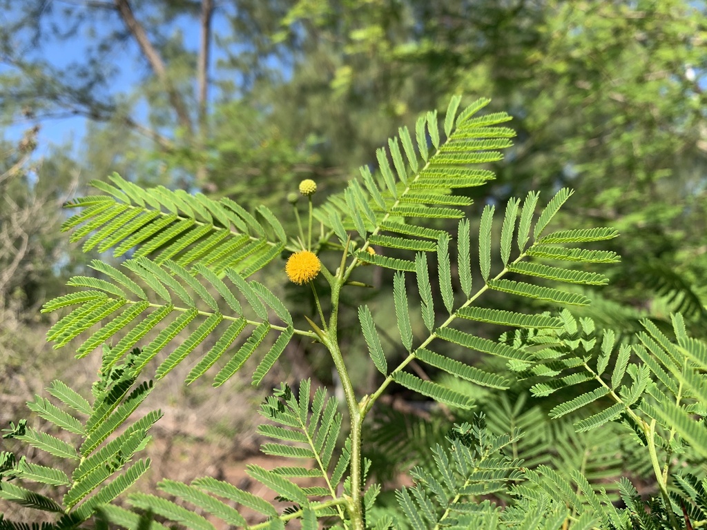 Vachellia macracantha