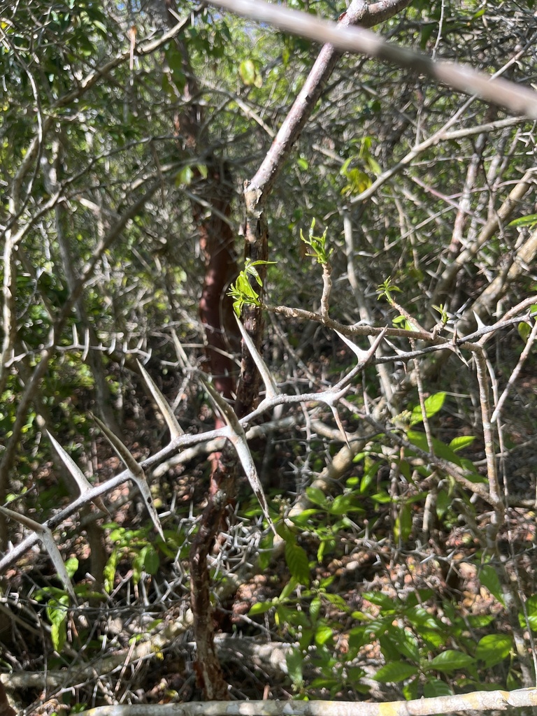 Vachellia tortuosa