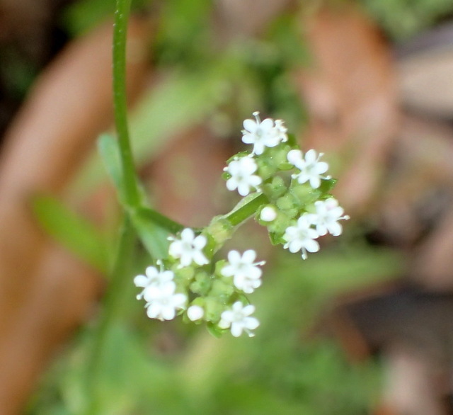 Valerianella radiata