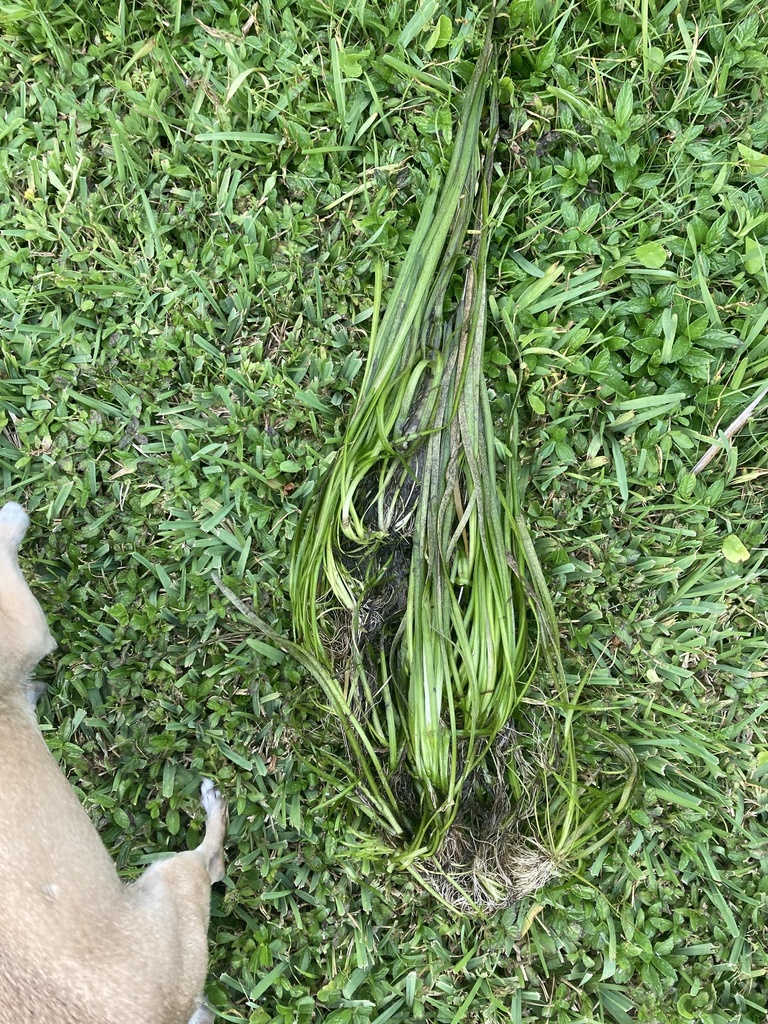 Vallisneria americana