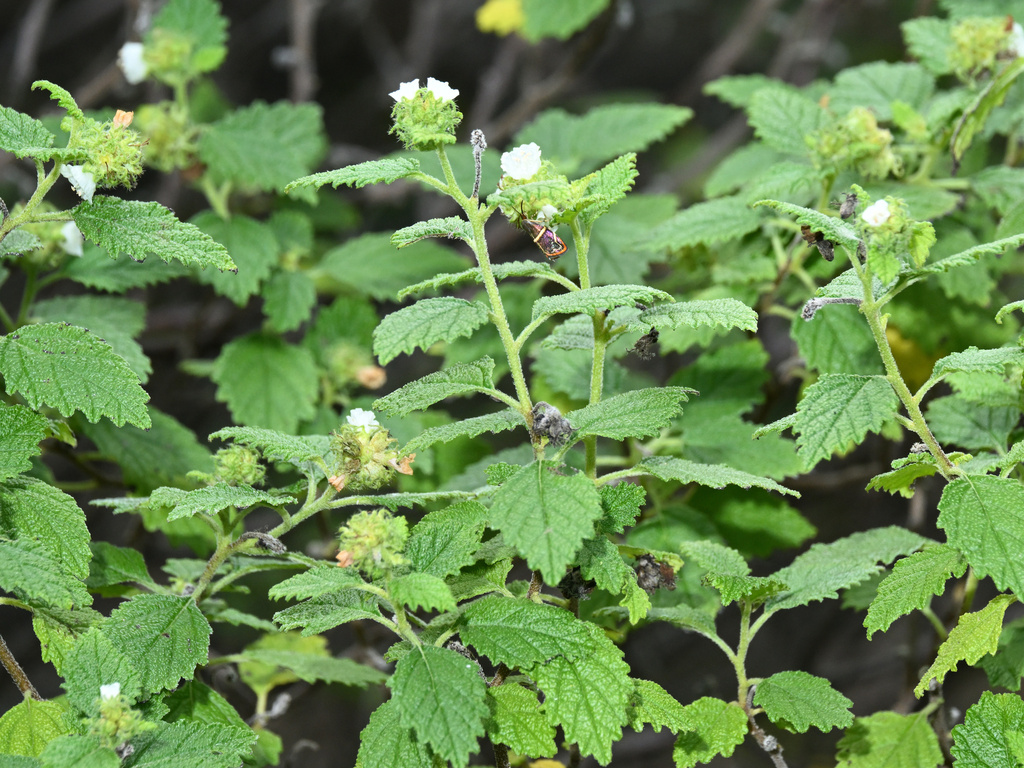 Varronia globosa