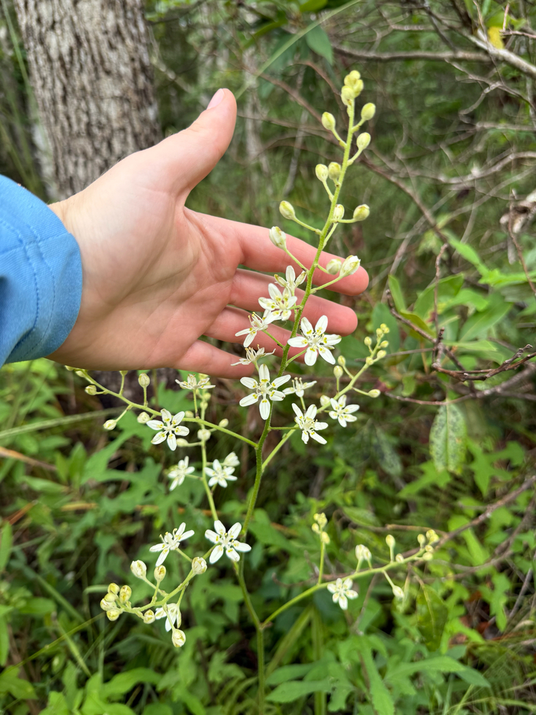 Veratrum virginicum