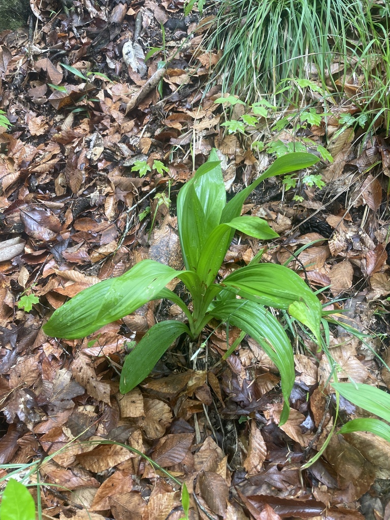 Veratrum woodii
