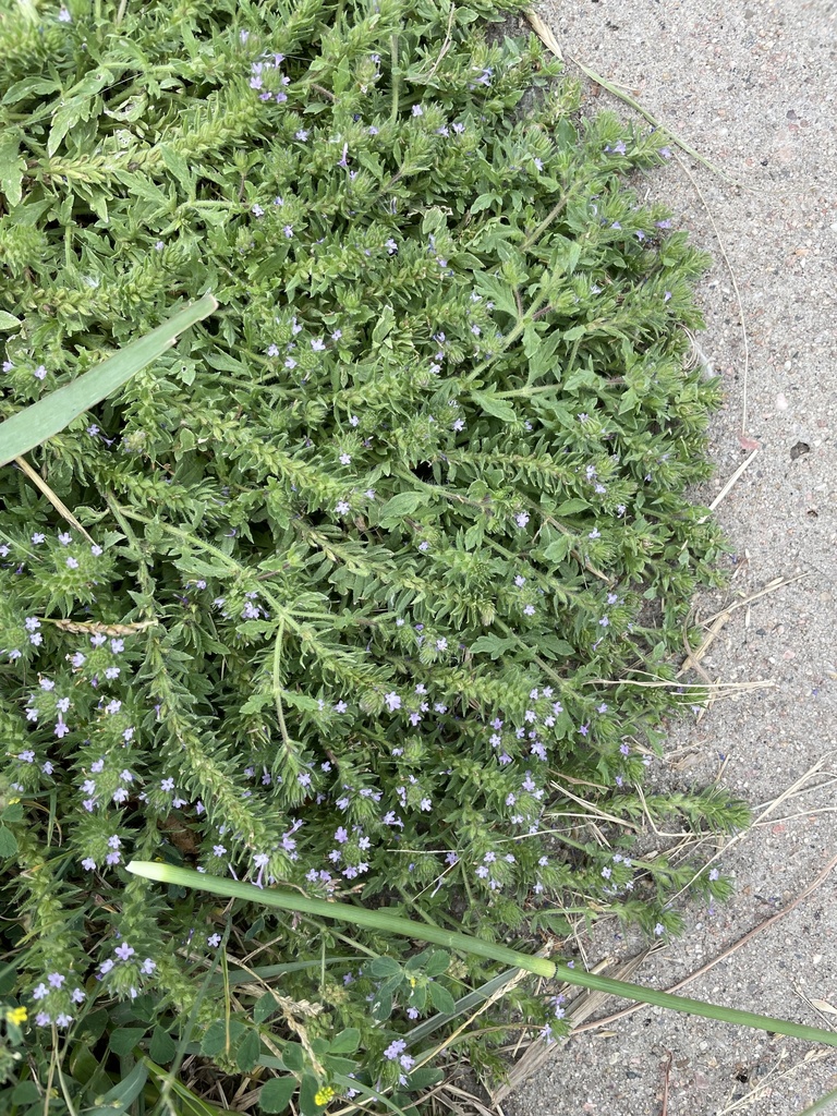 Verbena bracteata