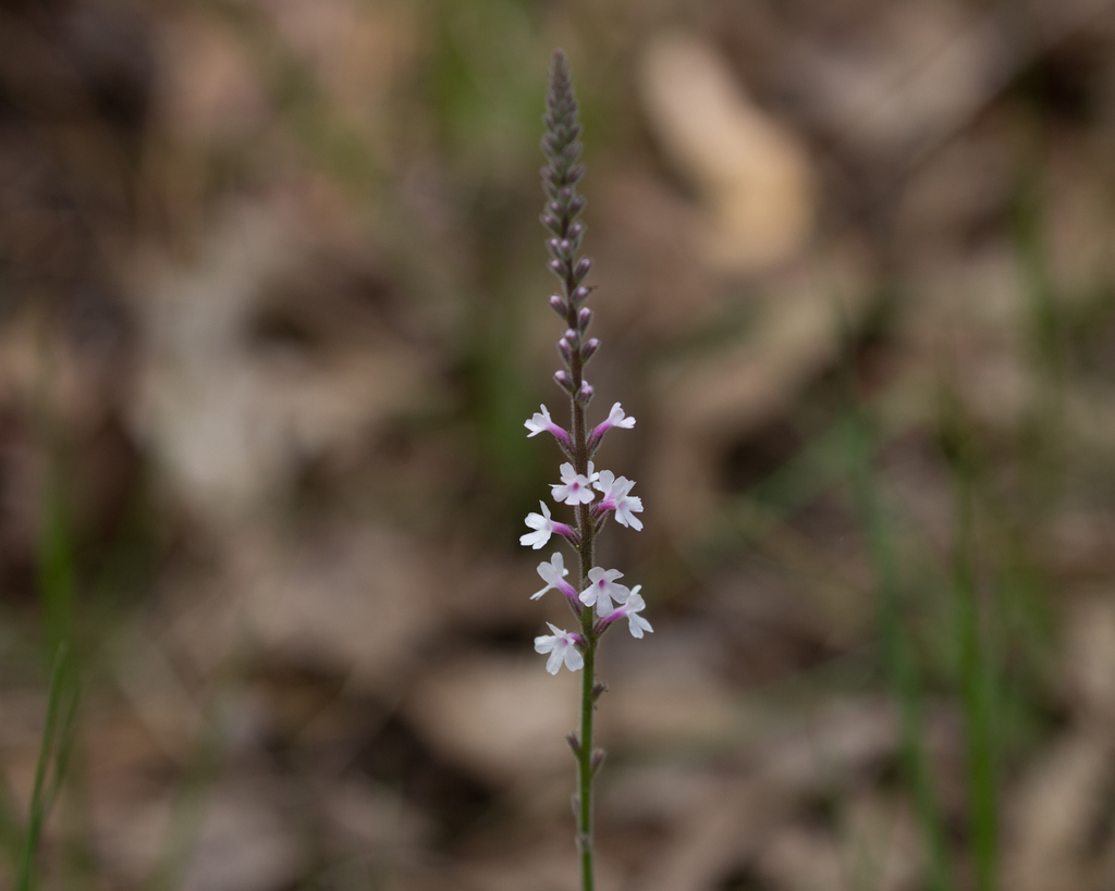 Verbena carnea
