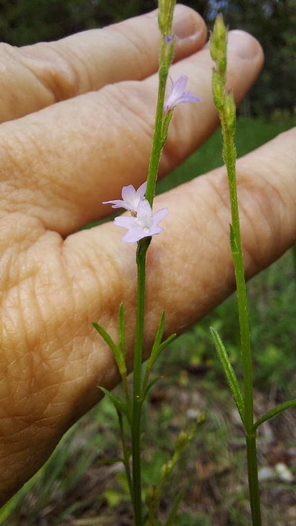 Verbena halei