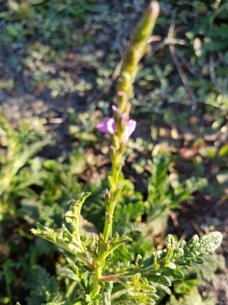 Verbena officinalis
