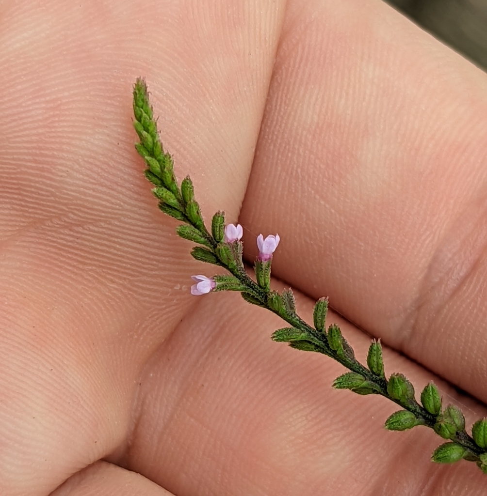 Verbena scabra
