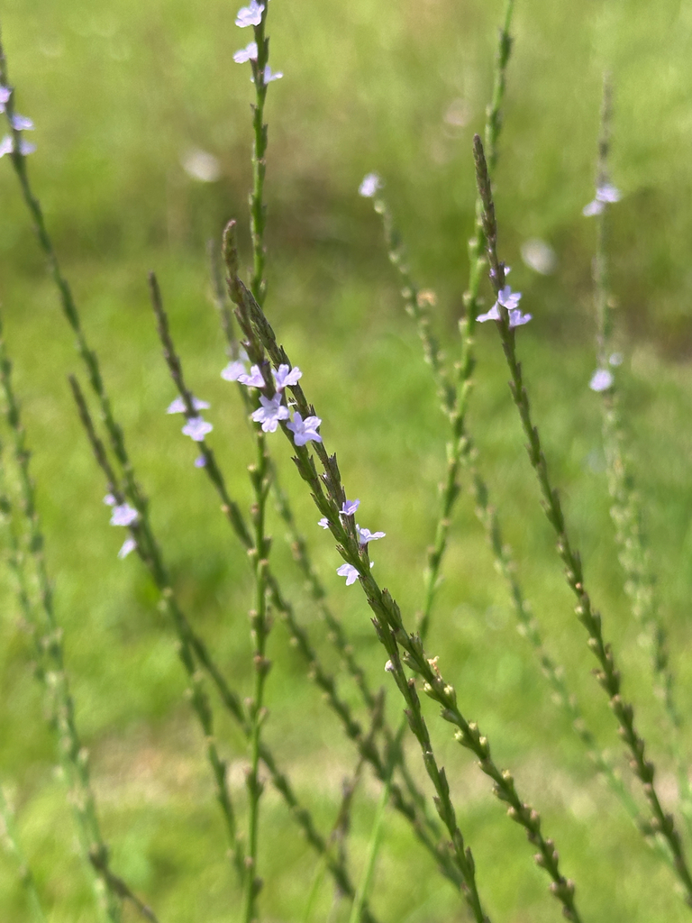 Verbena simplex
