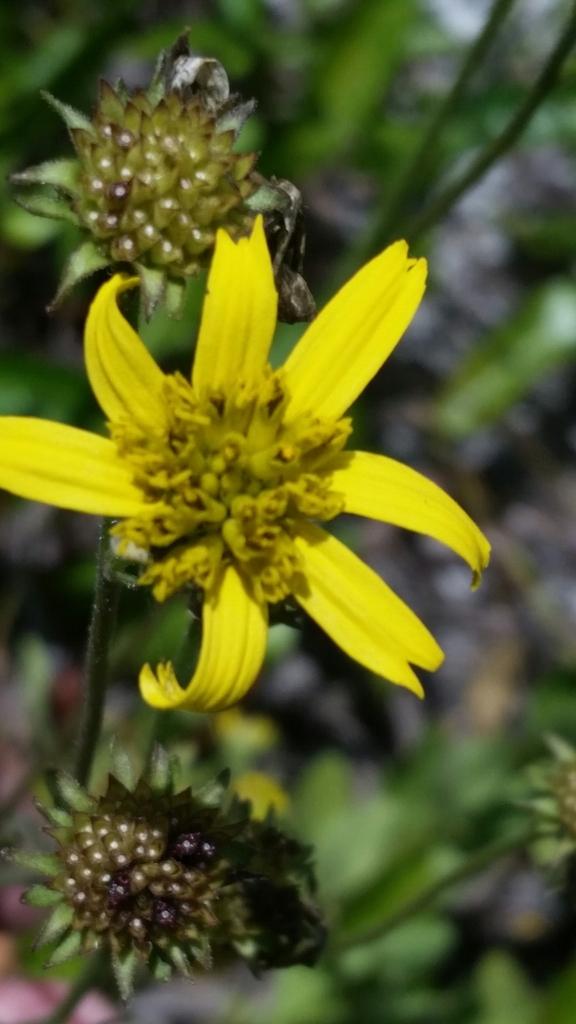 Verbesina heterophylla