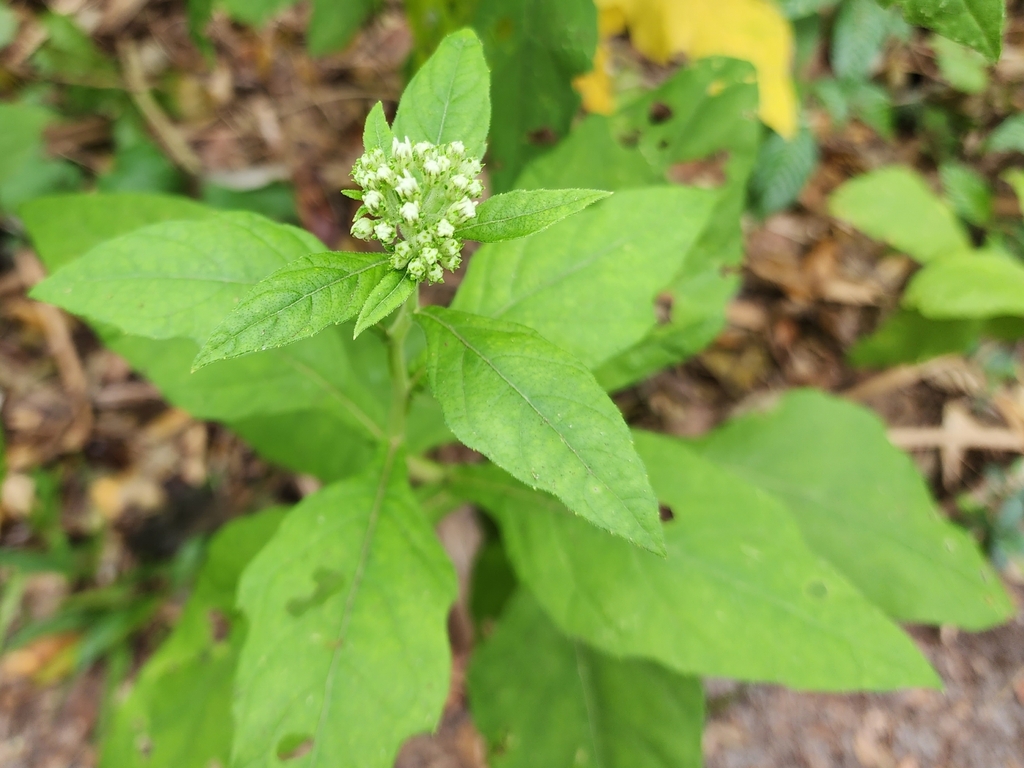 Verbesina virginica