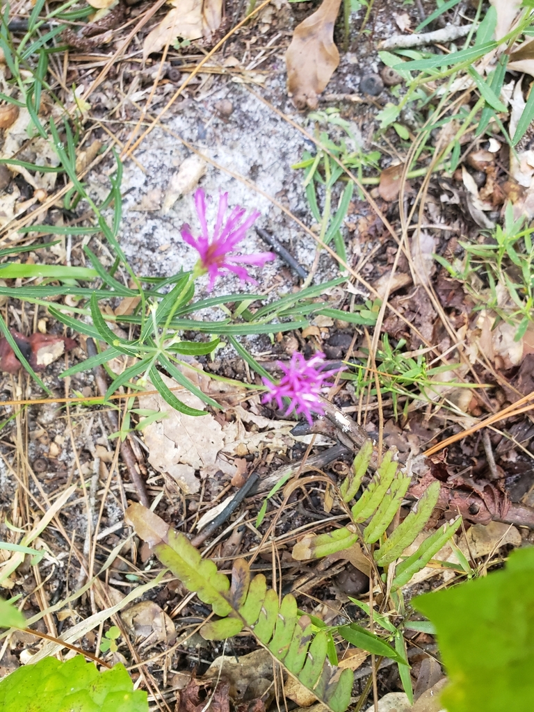 Vernonia angustifolia