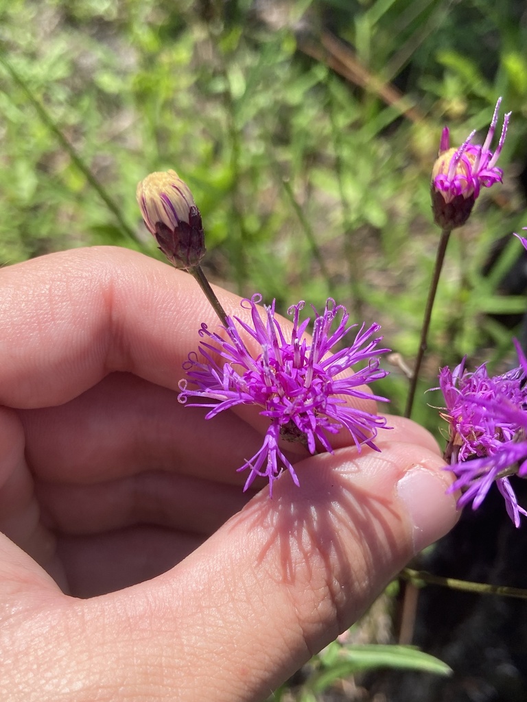 Vernonia blodgettii