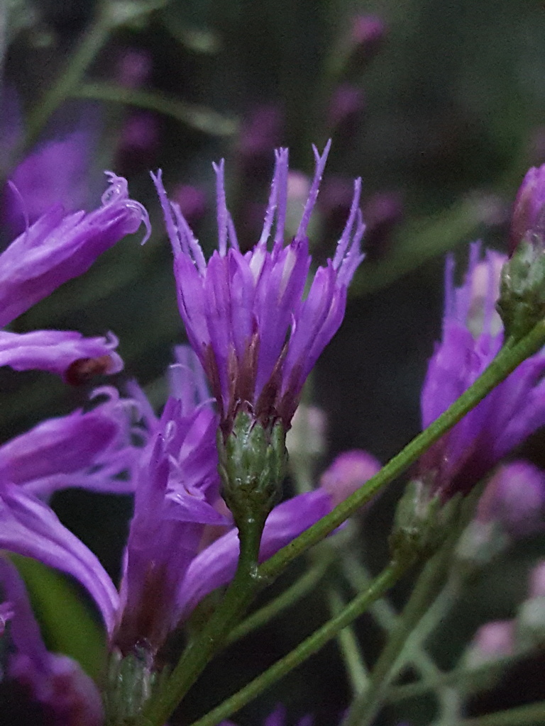 Vernonia gigantea