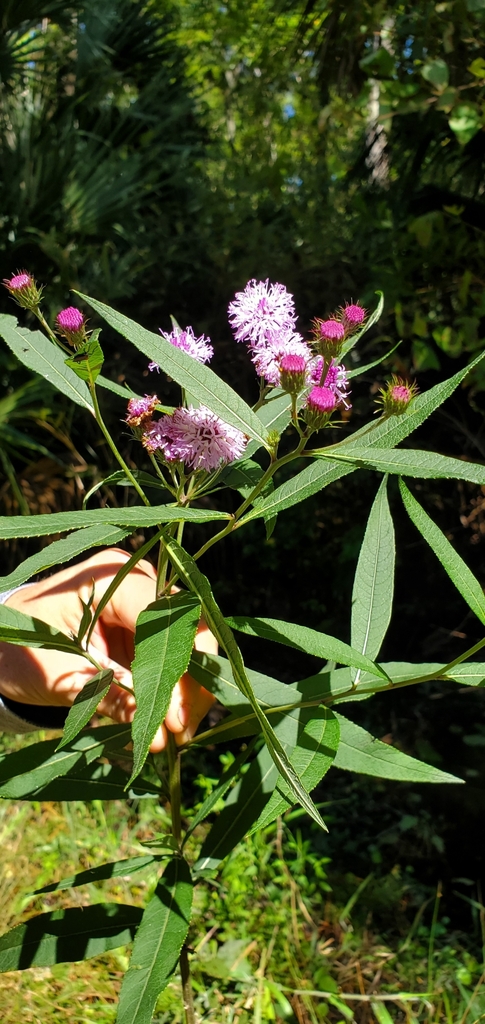 Vernonia noveboracensis