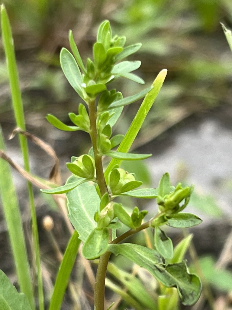 Veronica peregrina