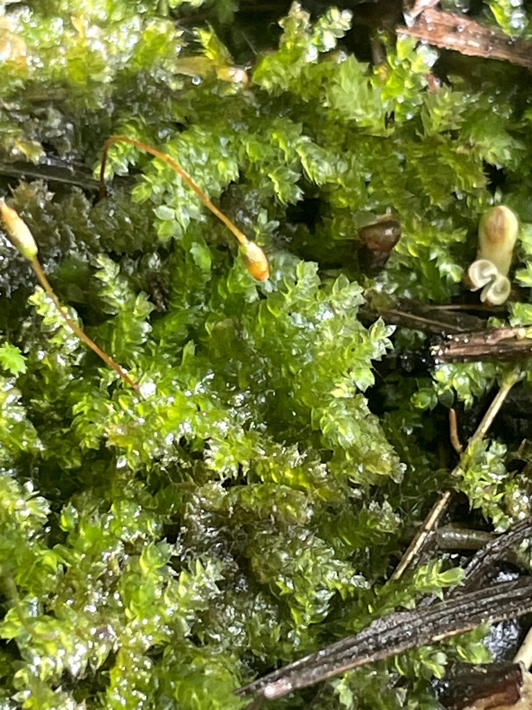 Vesicularia vesicularis