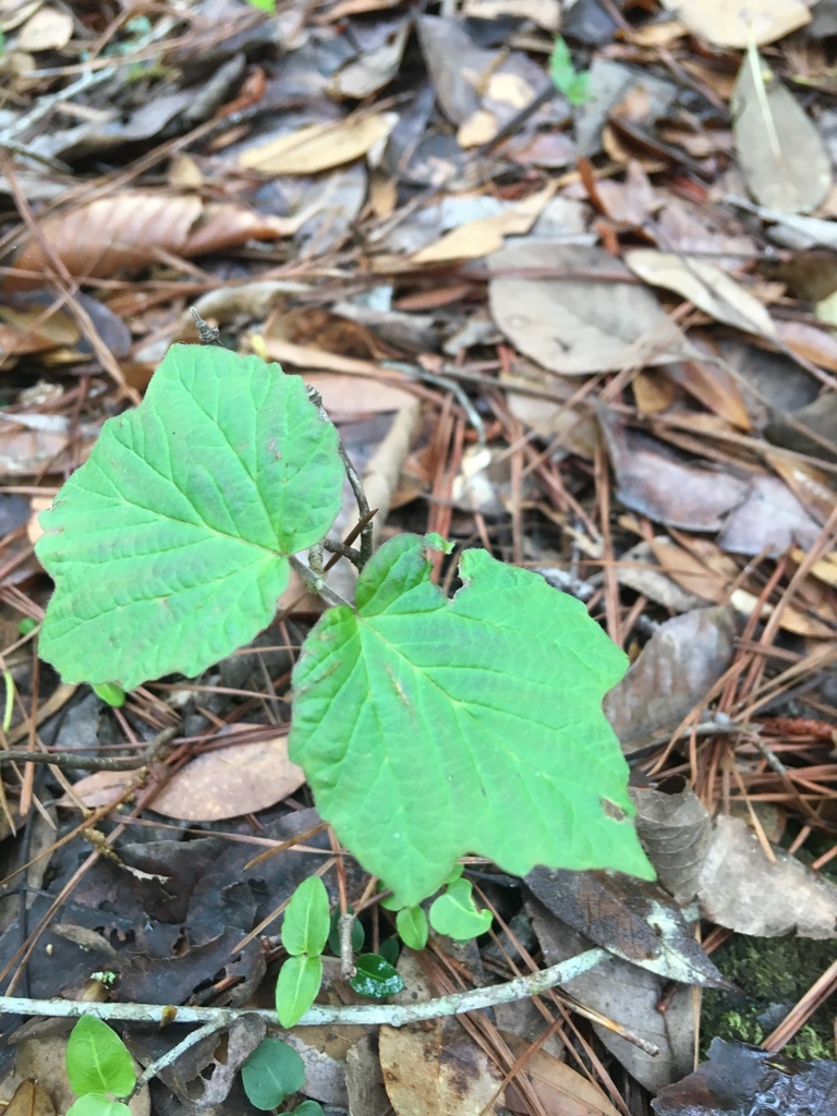 Viburnum acerifolium