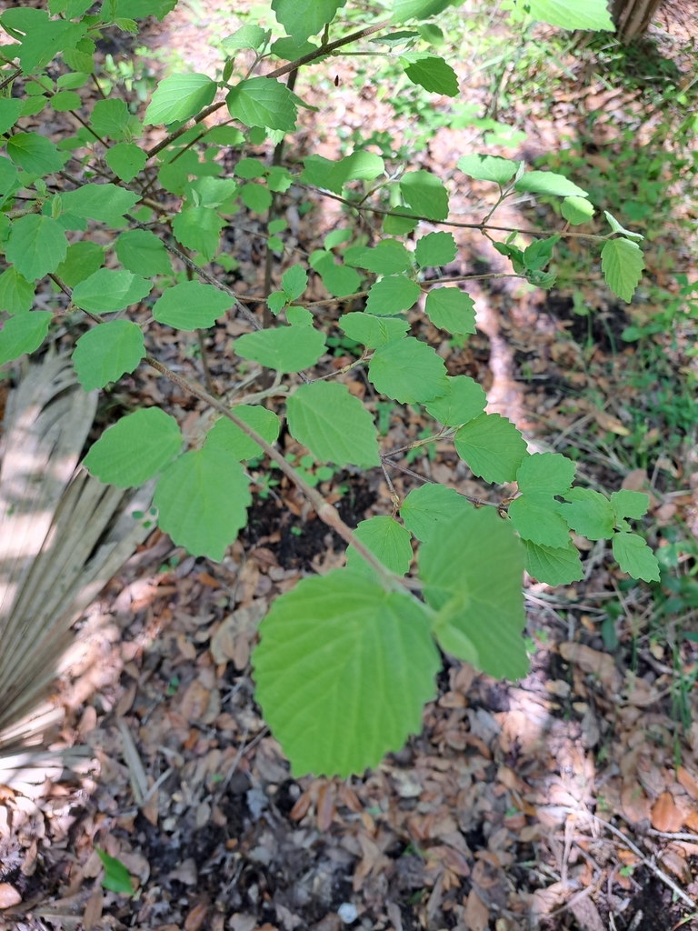 Viburnum dentatum