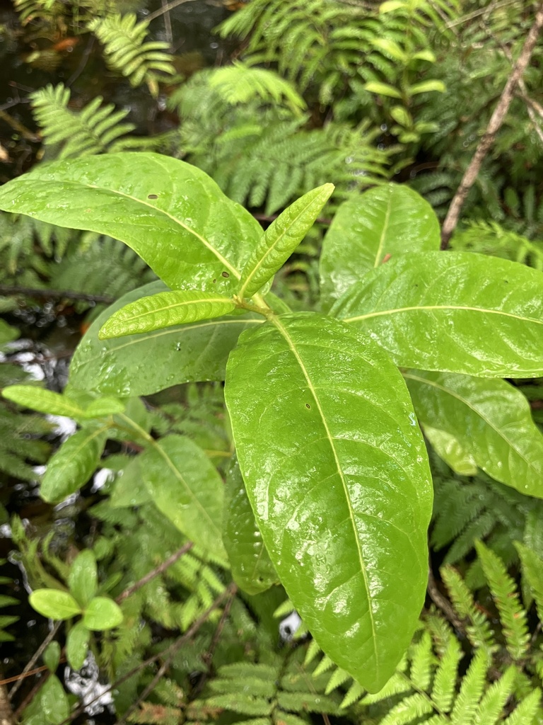 Viburnum nudum
