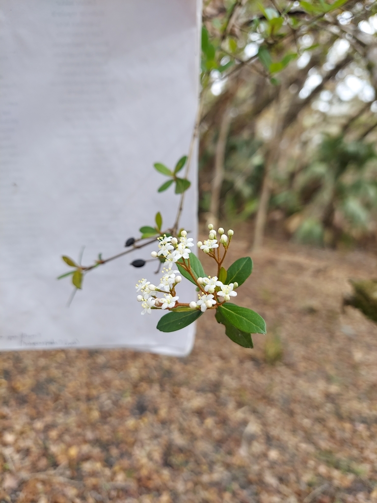 Viburnum obovatum