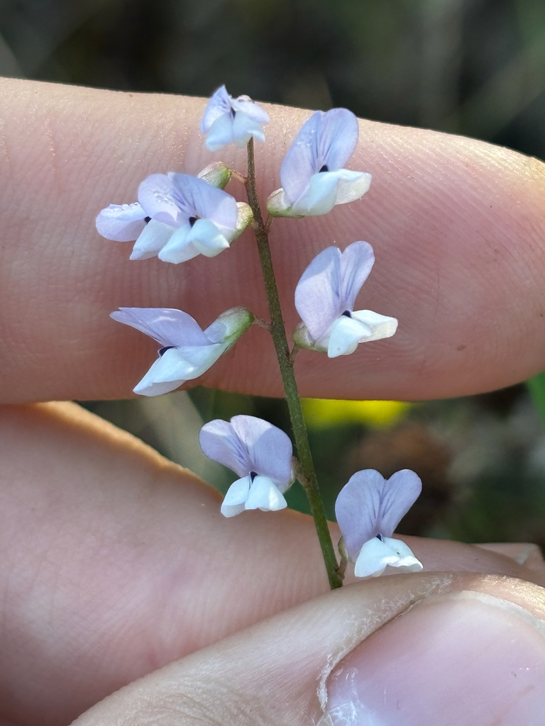 Vicia acutifolia