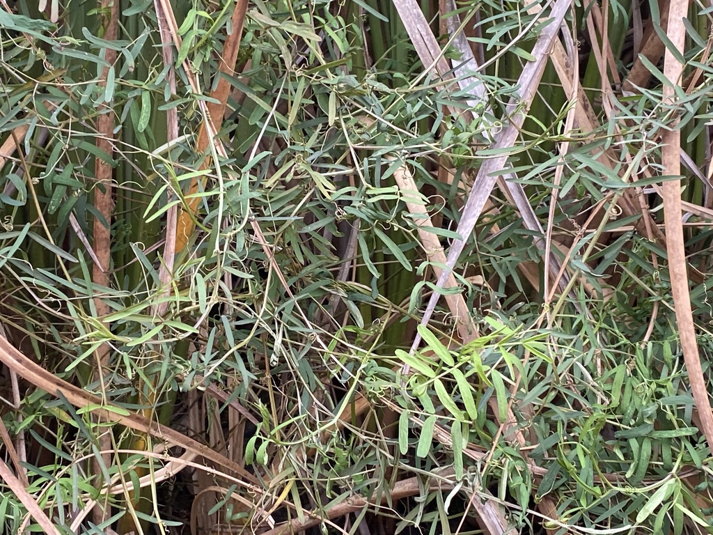 Vicia ocalensis