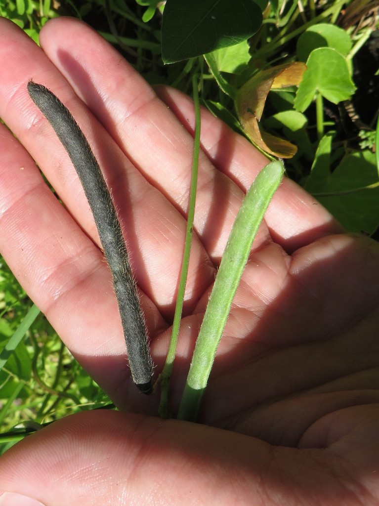 Vigna luteola