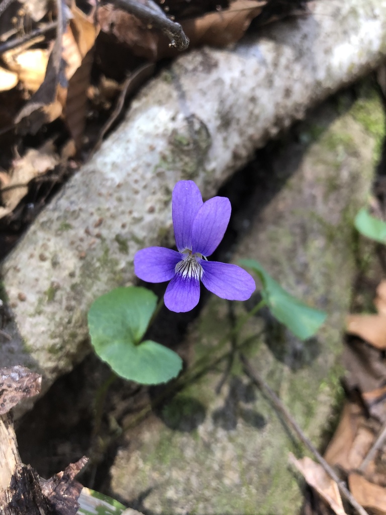 Viola cucullata