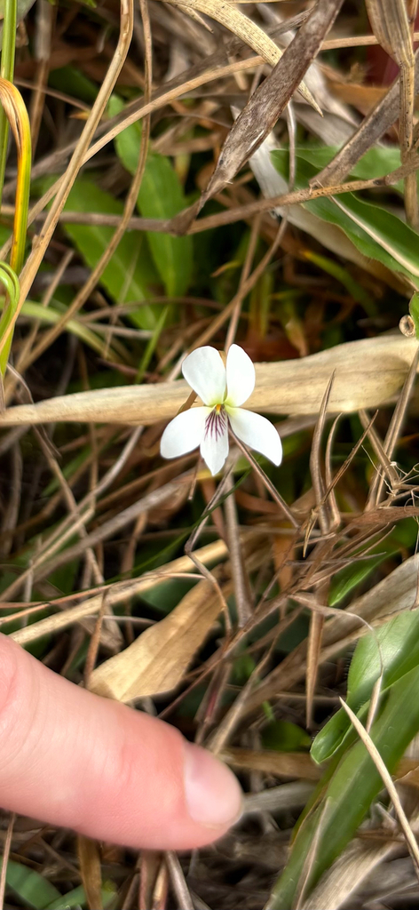 Viola lanceolata