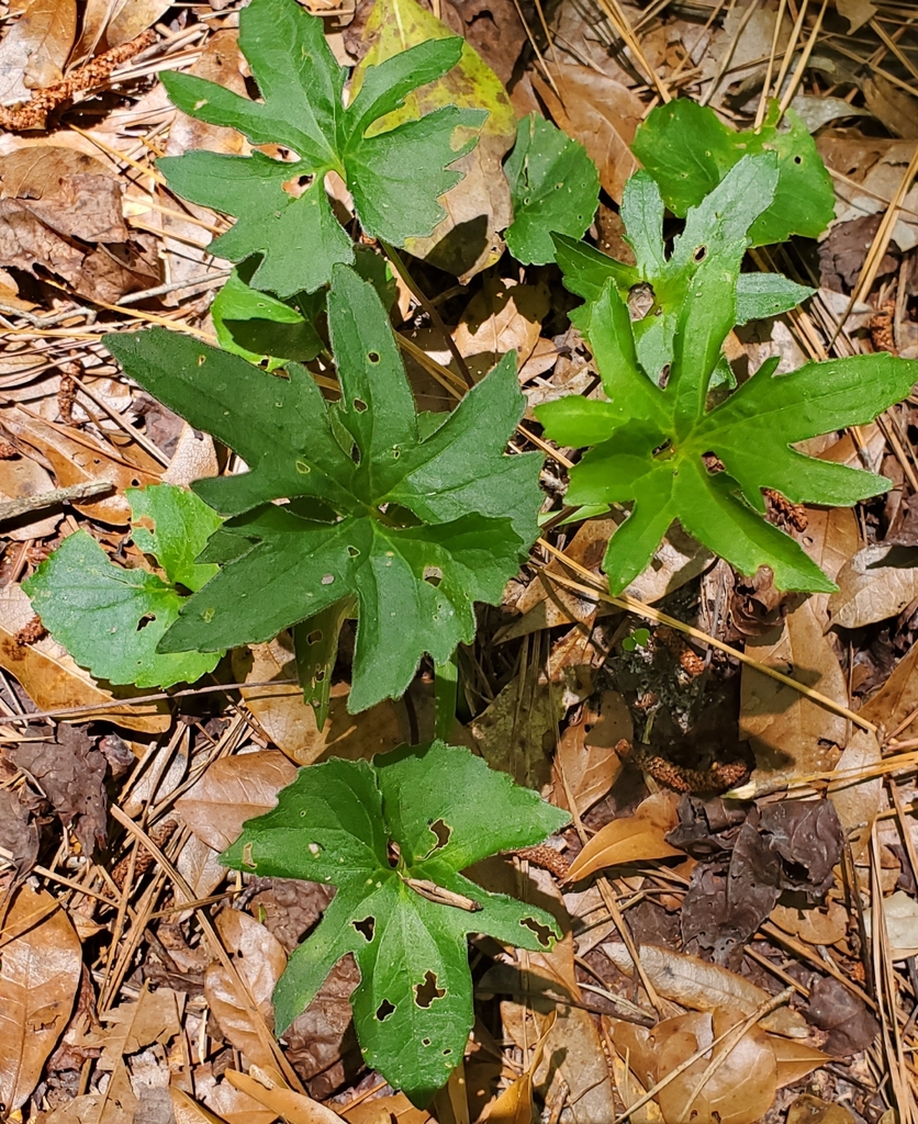 Viola palmata