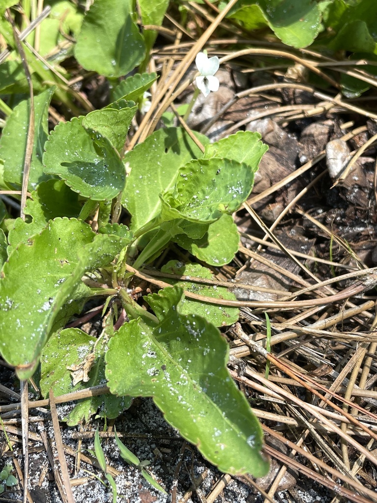Viola primulifolia