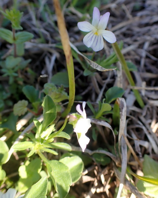 Viola rafinesquei