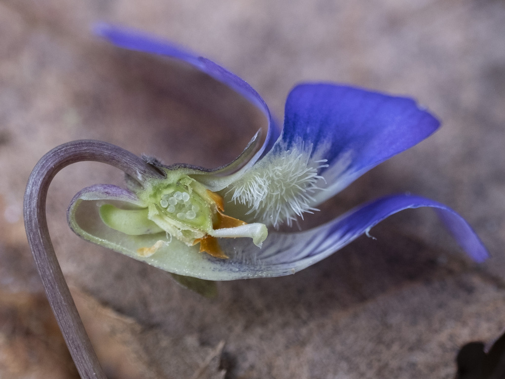 Viola sororia