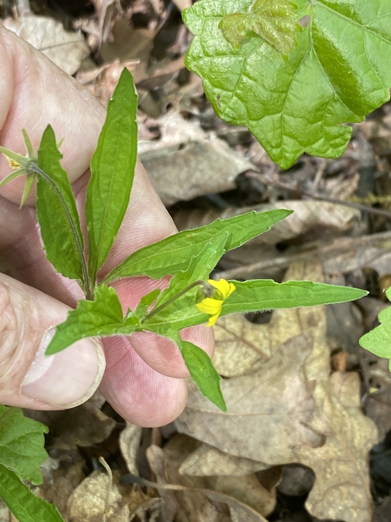 Viola tripartita