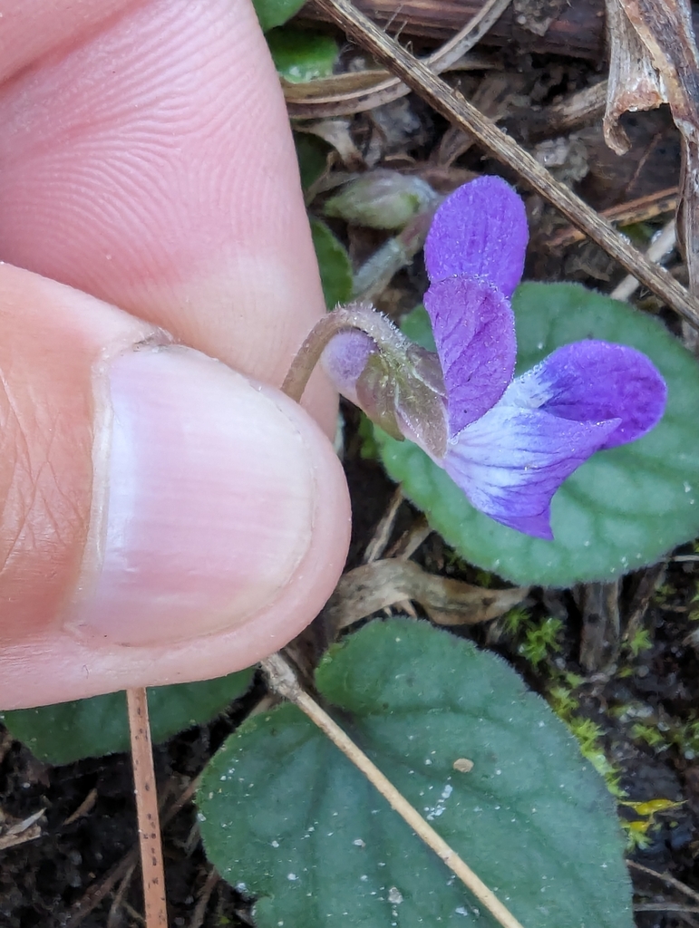 Viola villosa