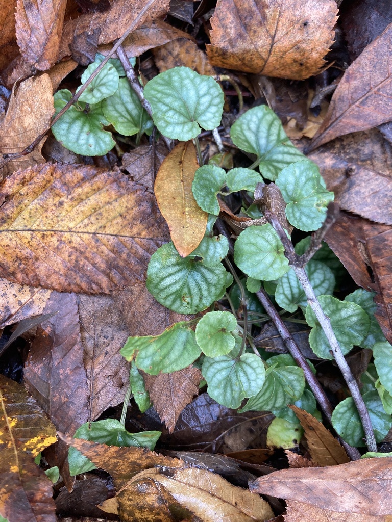 Viola walteri