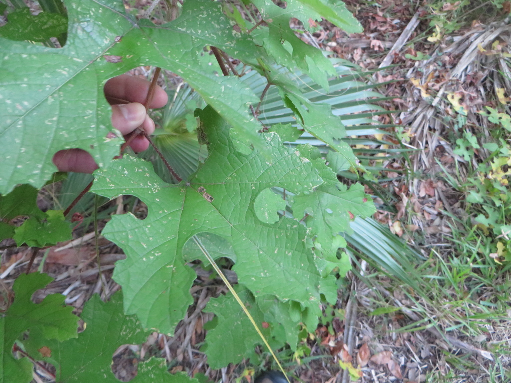 Vitis aestivalis