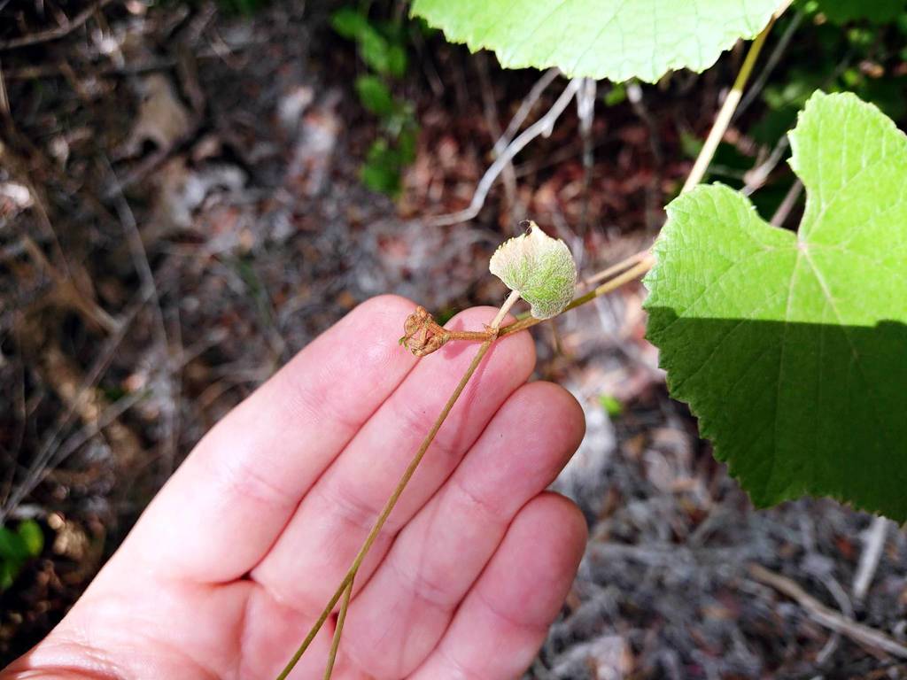 Vitis cinerea var. floridana