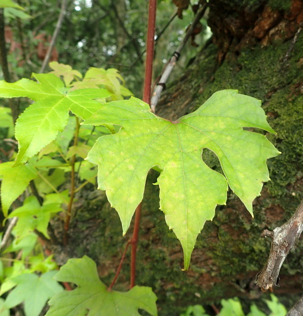 Vitis palmata
