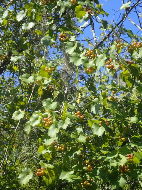 Vitis rotundifolia