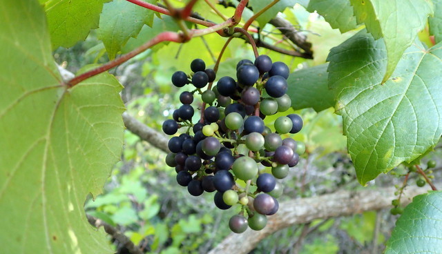 Vitis vulpina