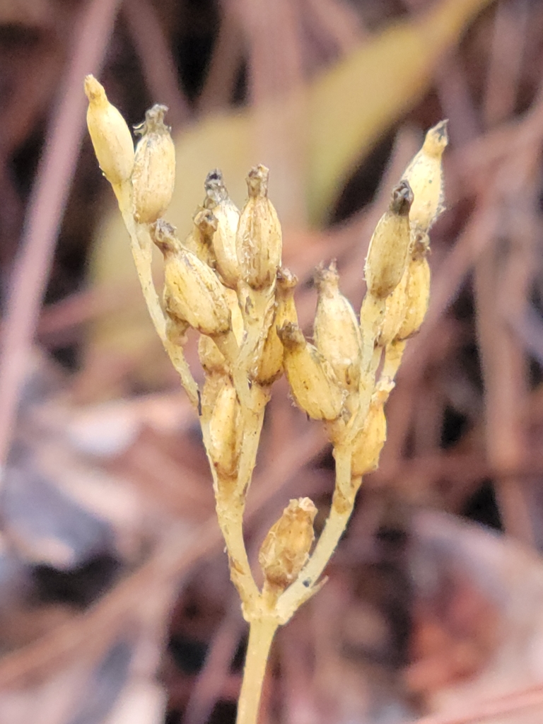 Voyria parasitica