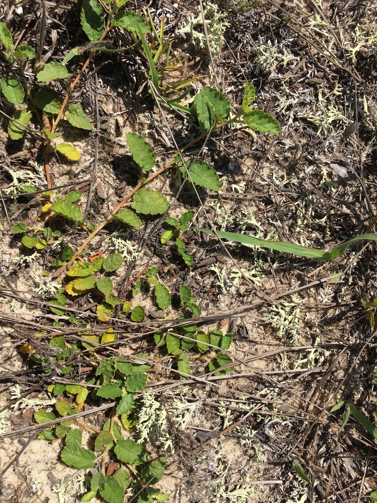 Waltheria bahamensis