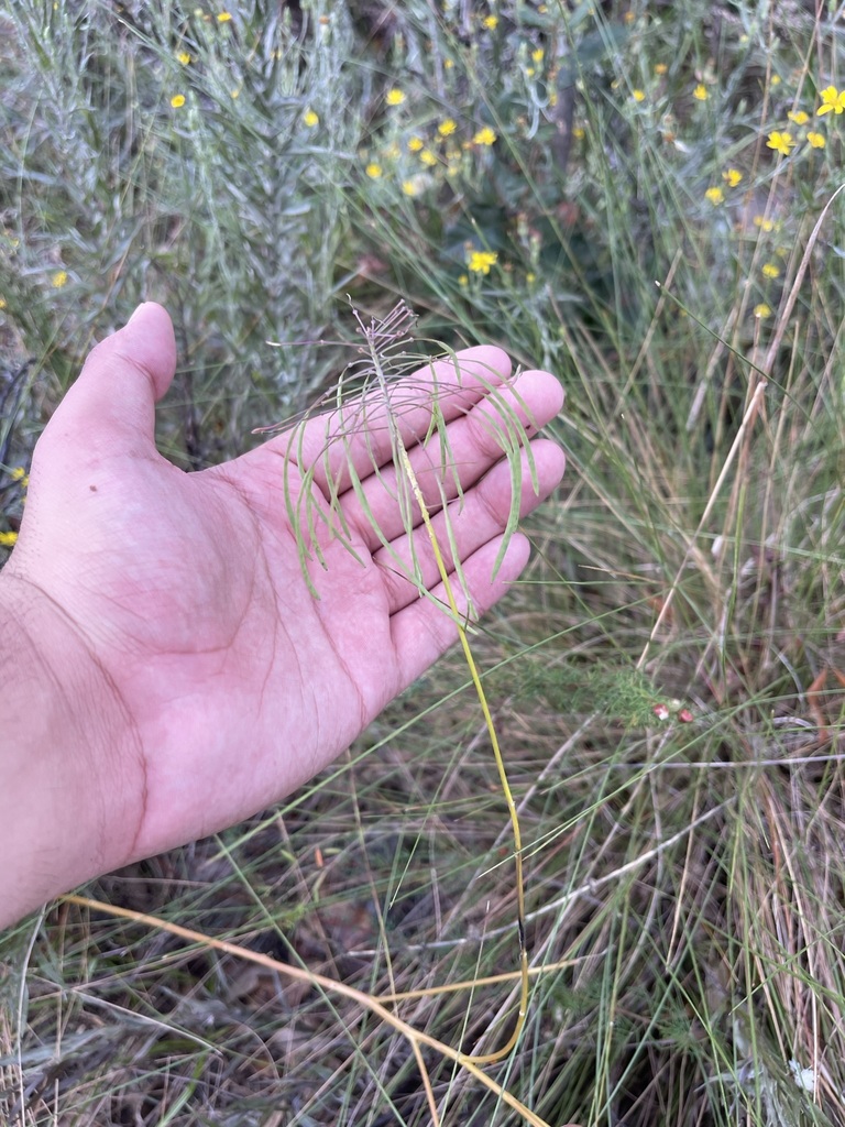 Warea amplexifolia