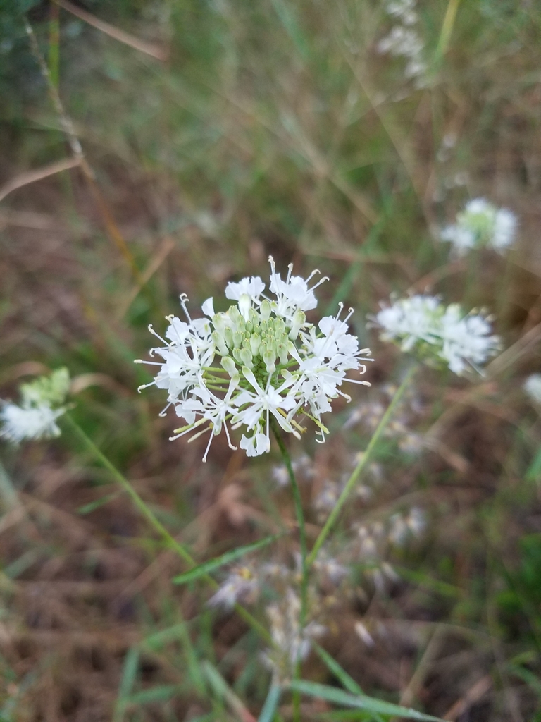 Warea carteri