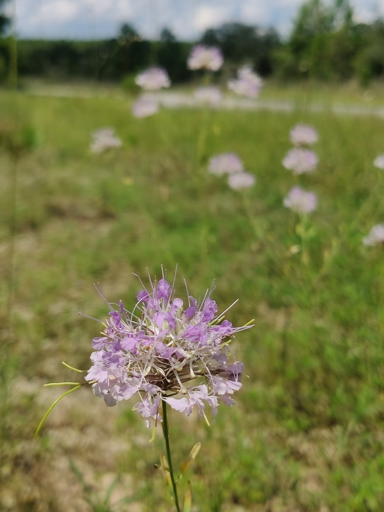 Warea cuneifolia